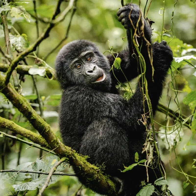 Uganda's Ultimate Primate and Wildlife Adventure