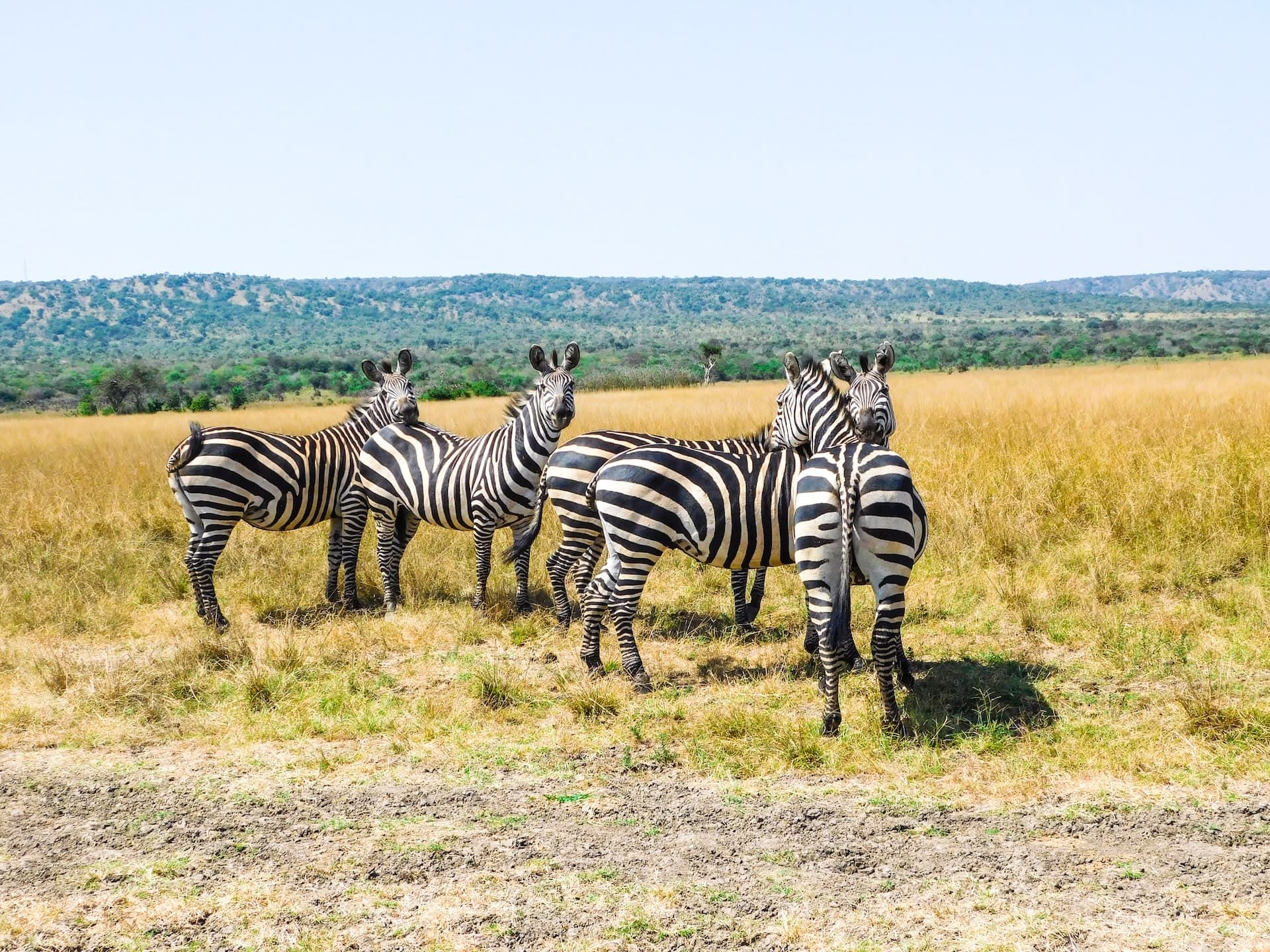 1-Day Akagera Big Five Safari Adventure