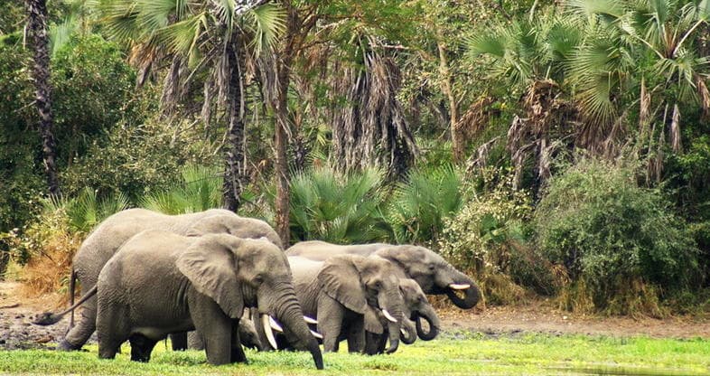 Mozambique Coastal Paradise Safari Experience