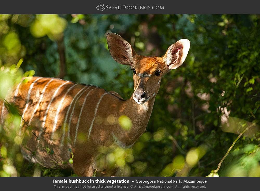 7-Days Mozambique Wildlife Discovery Safari Experience