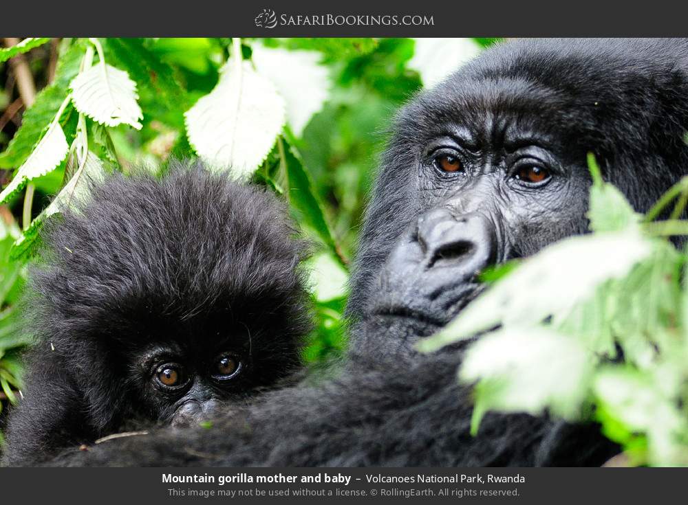 Mountain Gorillas & Volcanic Wonders Explorer