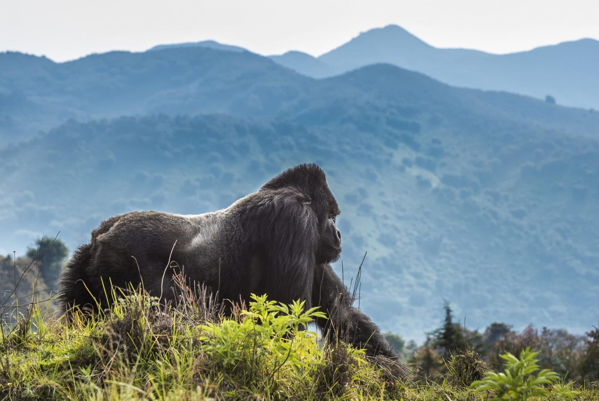 Gorilla Encounters: Rwanda's Mountain Wilderness
