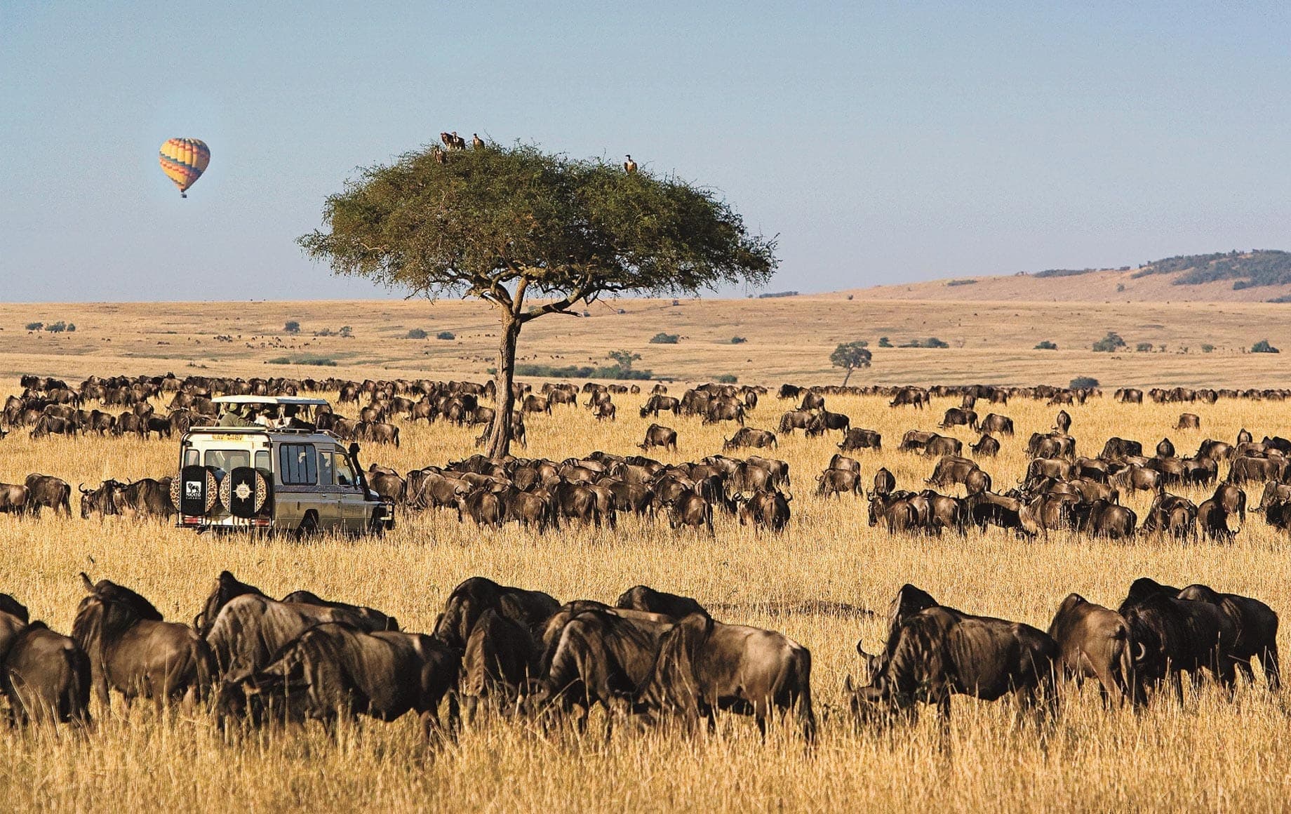 Budget Safari Thrills: Maasai Mara Adventure