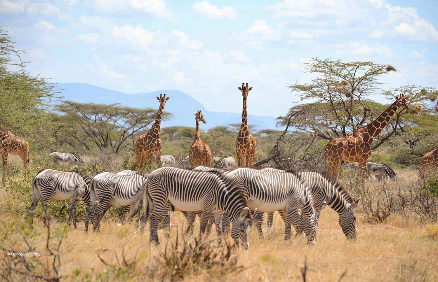 10-Days Ultimate Kenya Safari Adventure Experience