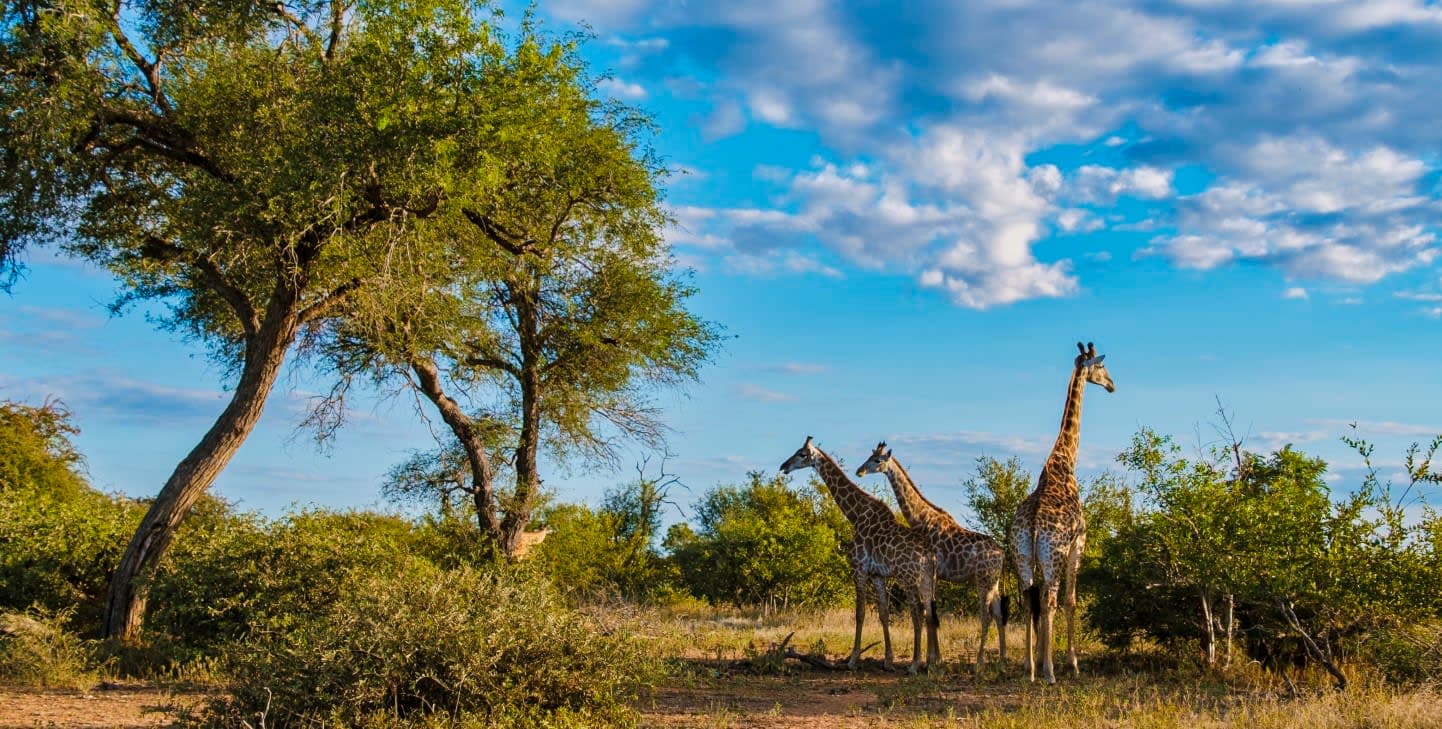 7-Days Ultimate South Africa Safari Experience