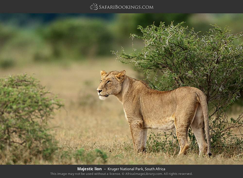 7-Days Golden Kruger Big Five Adventure