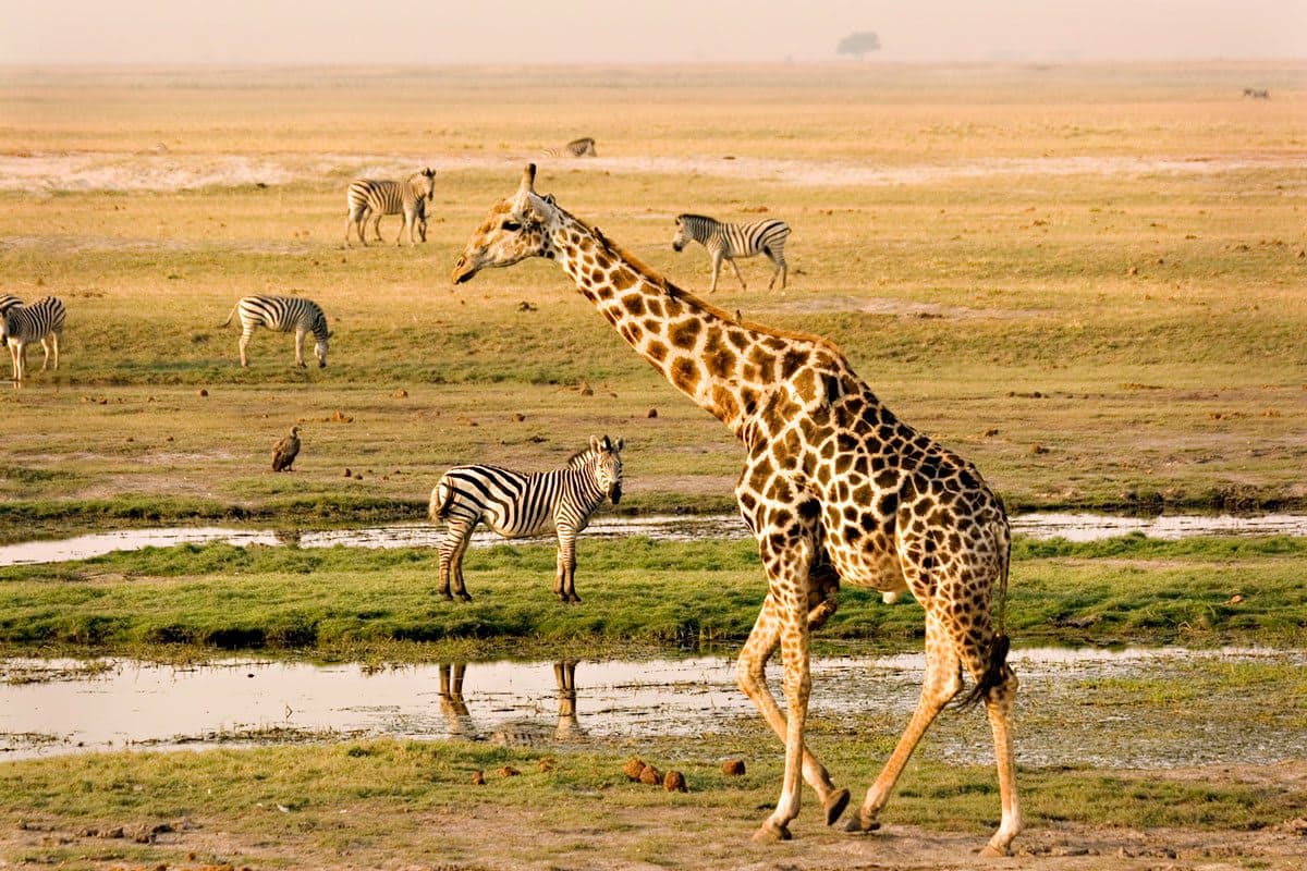 Botswana's Big Five Explorer Safari