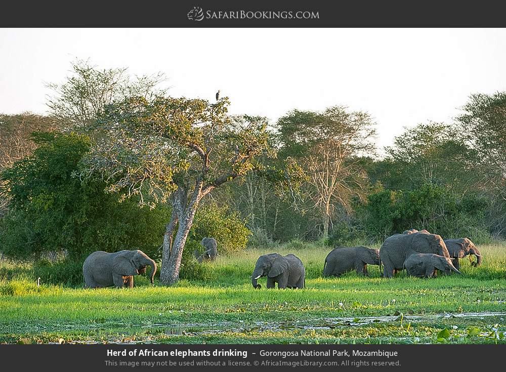 7-Days Mozambique Wildlife Discovery Safari Experience