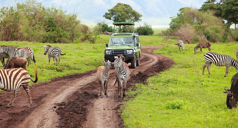 Tanzania's Golden Circle Wildlife Expedition
