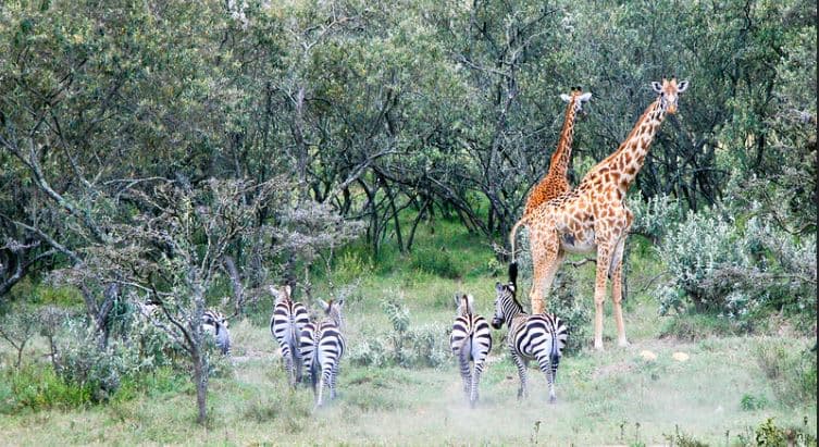 Ultimate Kenya Wildlife & Beach Escape