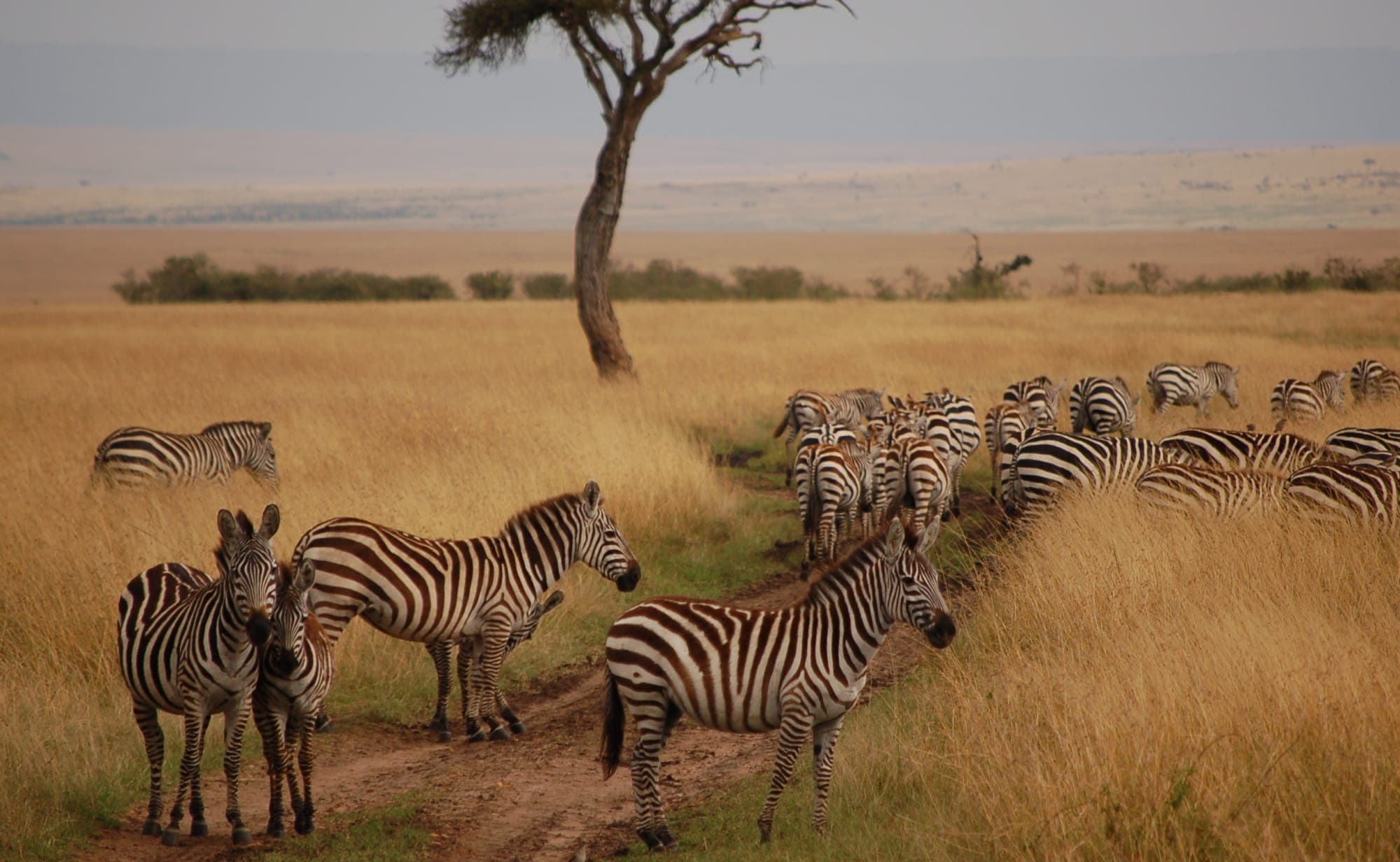 10-Days Ultimate Kenya Safari & Coastal Paradise