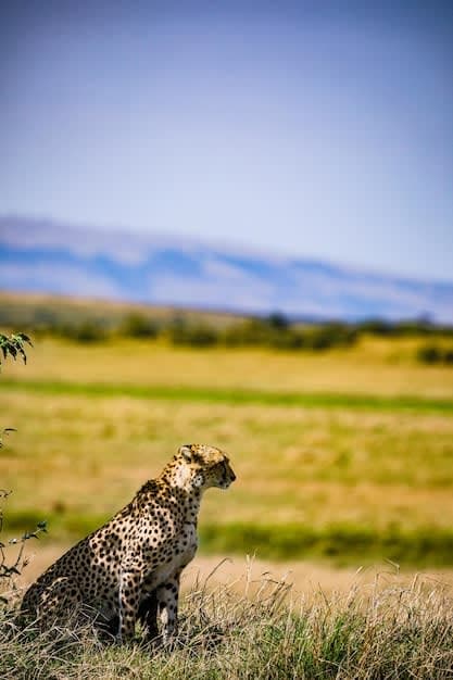 Maasai Mara Explorer: 7-Day Wildlife Escape