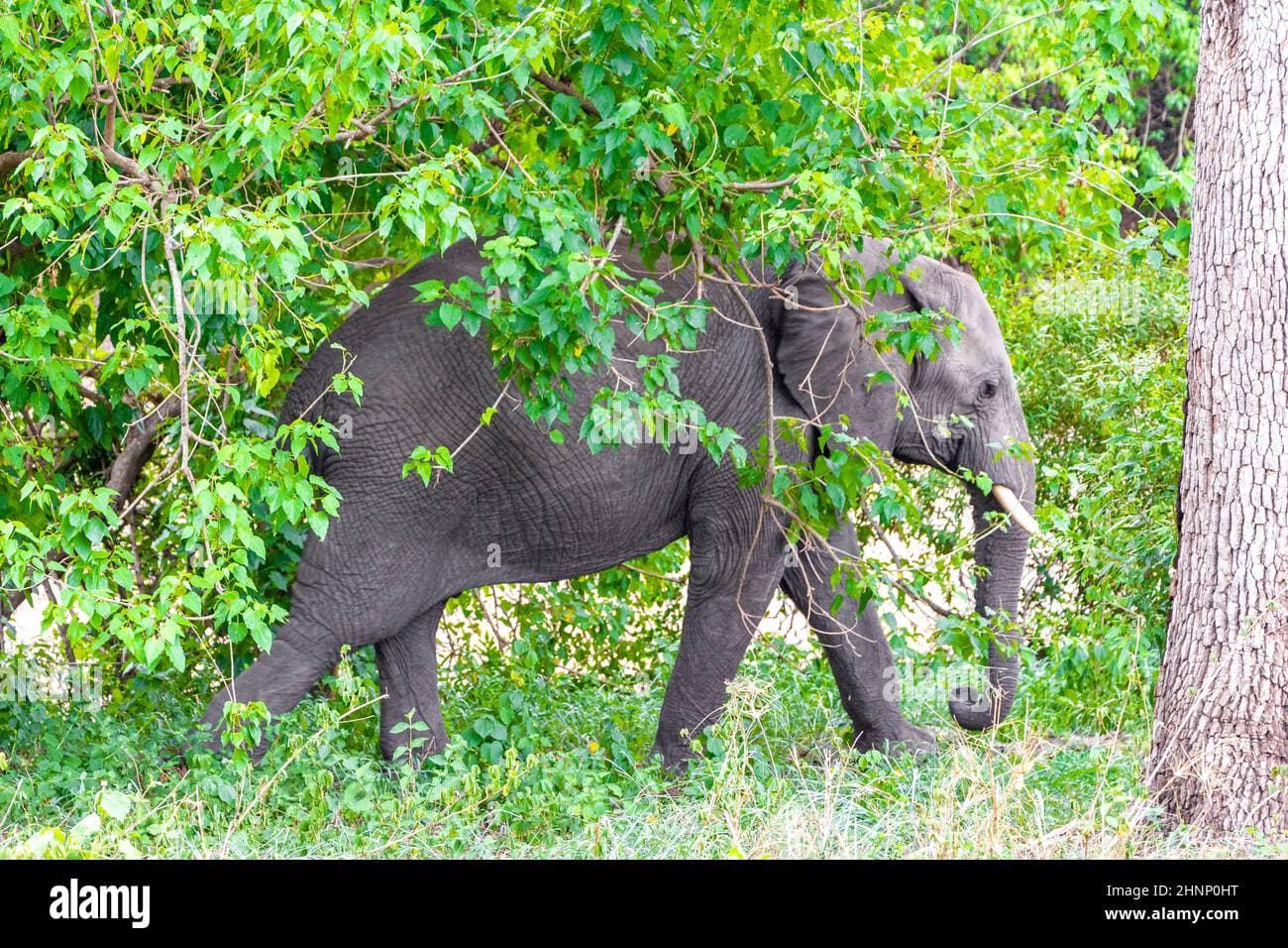 Kruger to Cape Town: 12-Day African Adventure