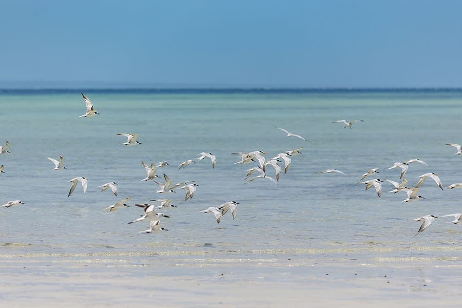 6-Days Vilanculos & Bazaruto Island Coastal Escape