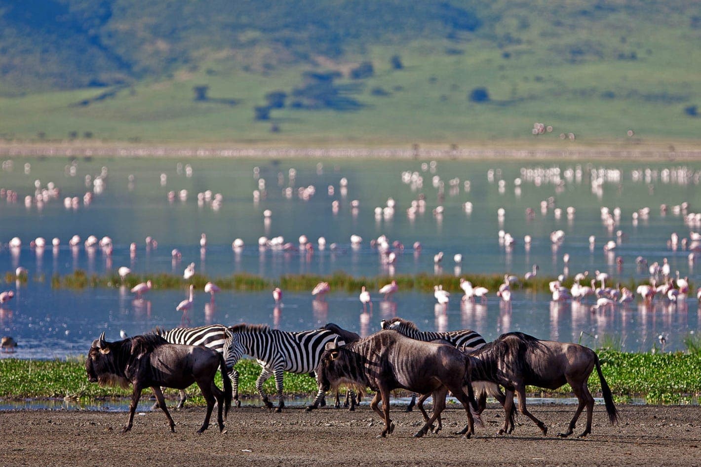 5-Days Northern Tanzania Wildlife Adventure