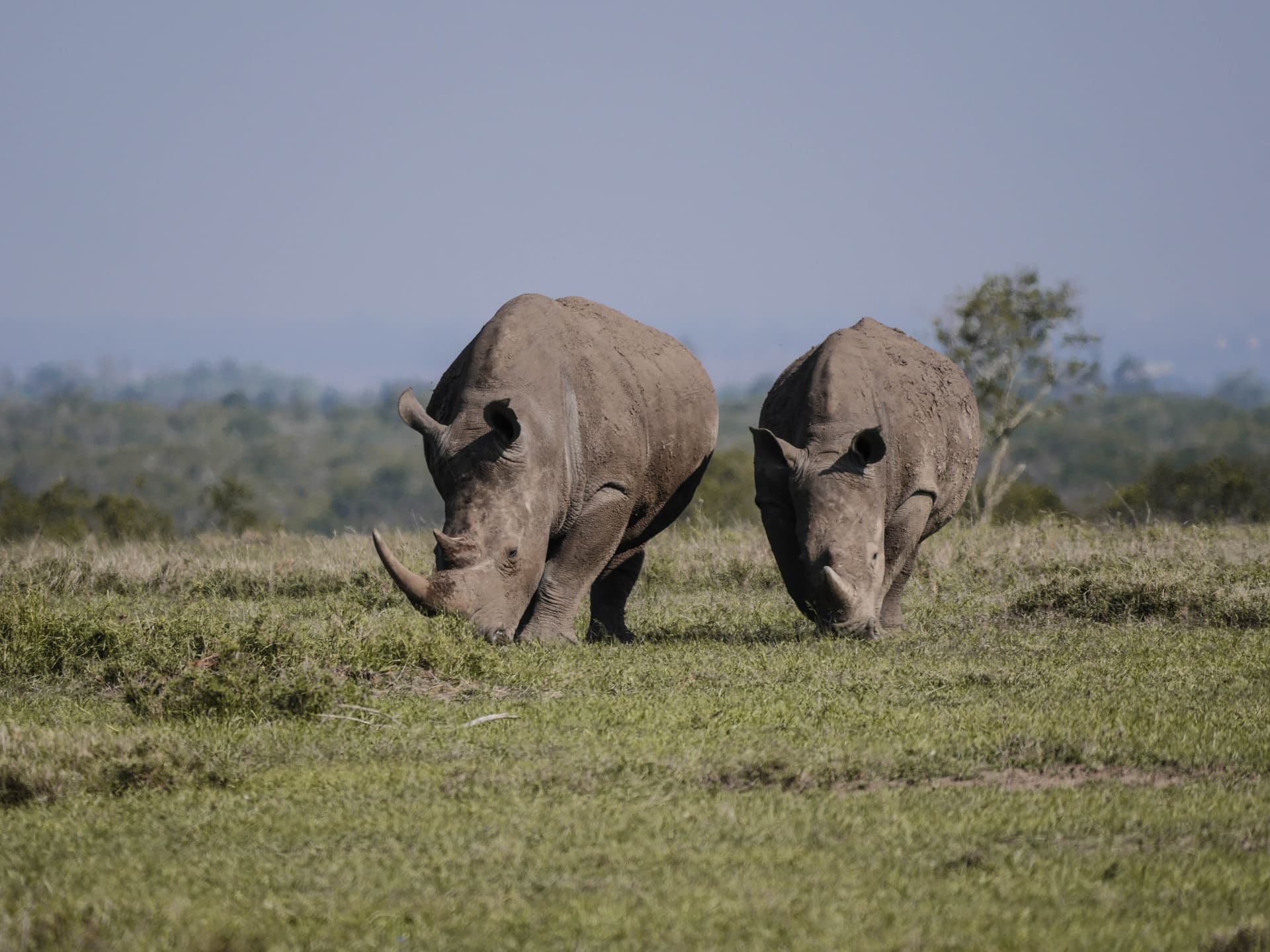 3-Day Rhino's Experience, Ol Pejeta Conservancy and Samburu Reserve