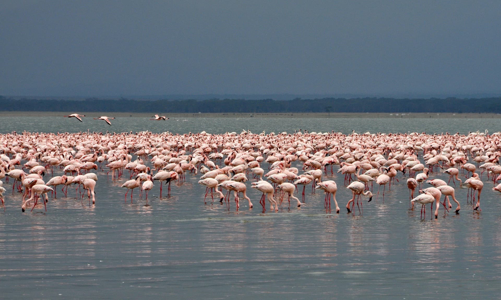 5-Day Bird Watchers Lake Circuit and Masai Mara