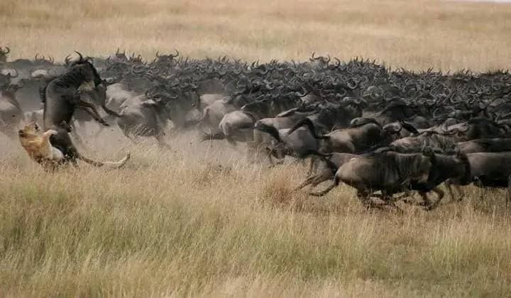 3-Day Maasai Mara Wildebeest Joining Experience Best Value - Jambo Mara Lodge
