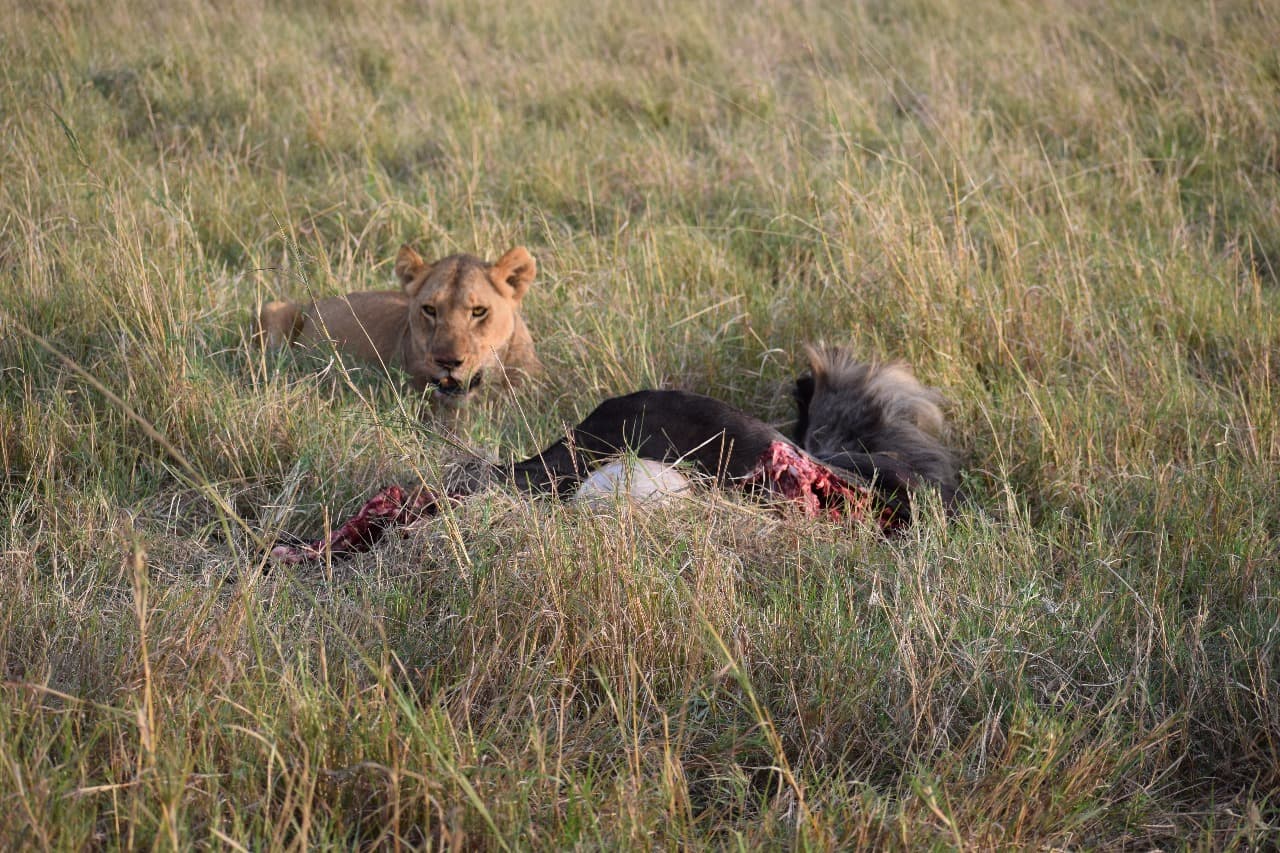 3-Day Mombasa to Mara Fly-in Safari Experience