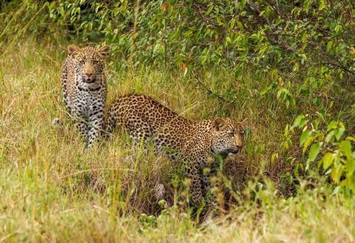 4-Day Lake Nakuru to Masai Mara Safari