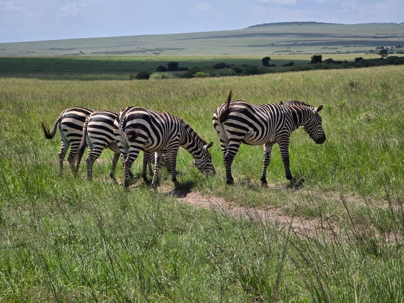 5-Day Safari From Masai Mara to Lake Nakuru