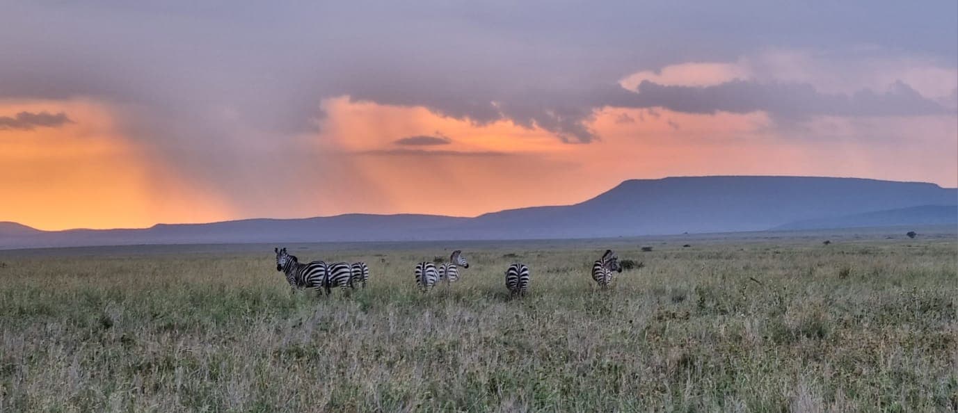 5-Day gorilla and wildlife safari