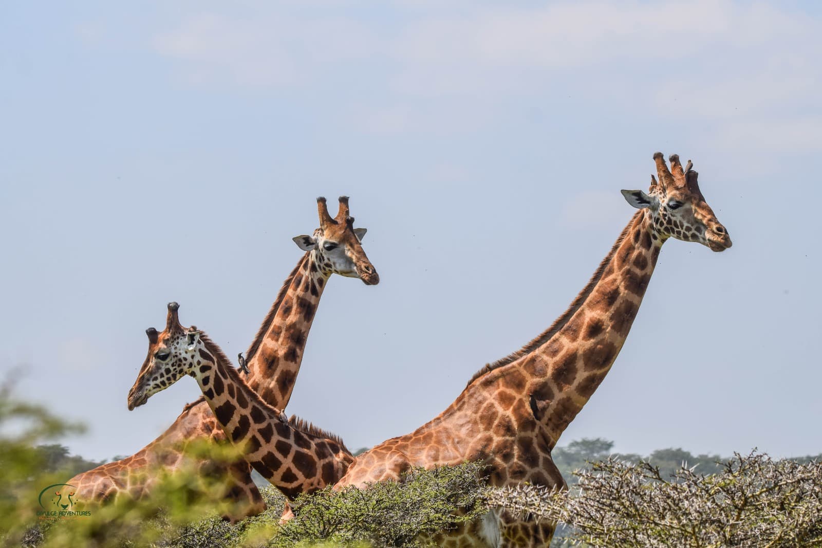 5-Day Northern Legends Luxury Safari – Samburu & Meru NP - Gallery 4