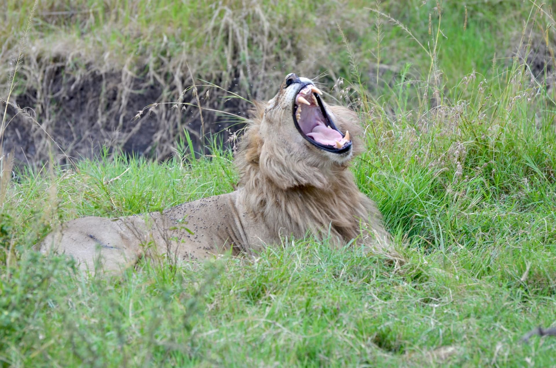 8-Day Aberdares|L Nakuru NP|Masai Mara NR Budget Safari