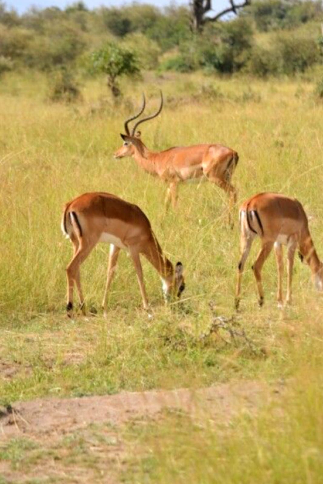 1-Day Hells Gate Safari, Boat Ride & Crescent Island - Gallery 2