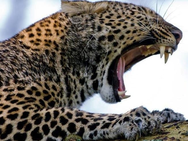 8-Day Victoria Falls Signature Collection: 8 Days of Pure Luxury