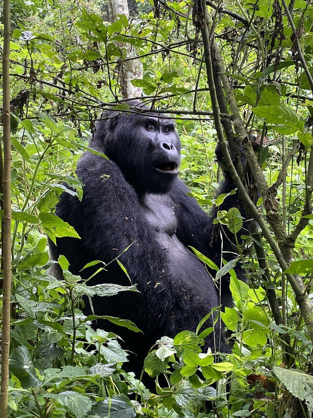 4-Day Day Bwindi Gorilla & Kibale Chimpanzee Trek Safari