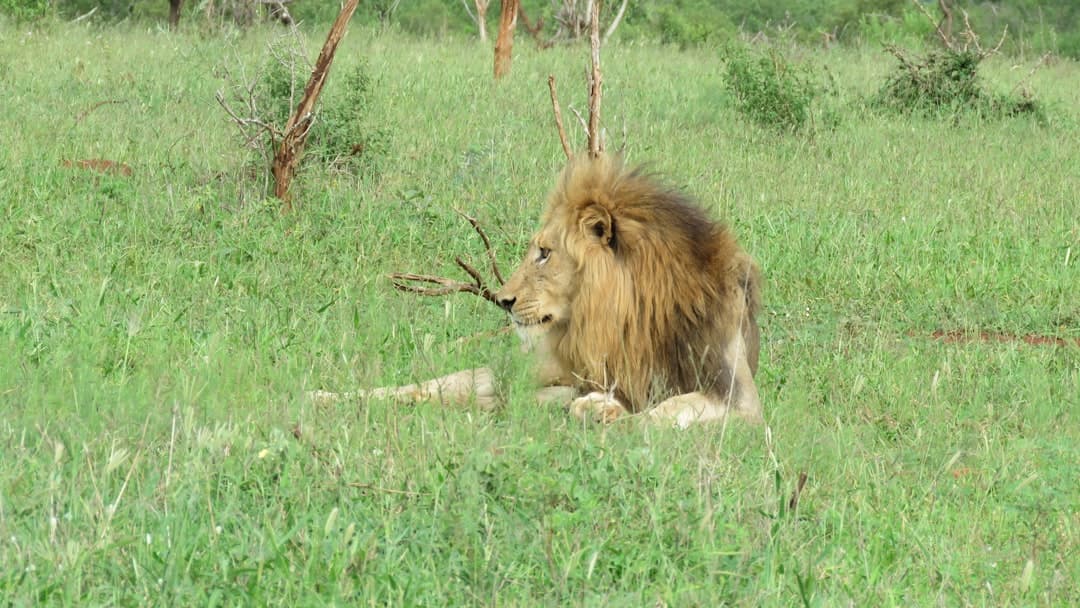 Serengeti vs Kruger National Park: Which Minimalist Safari Destination Is Better for Budget Travelers