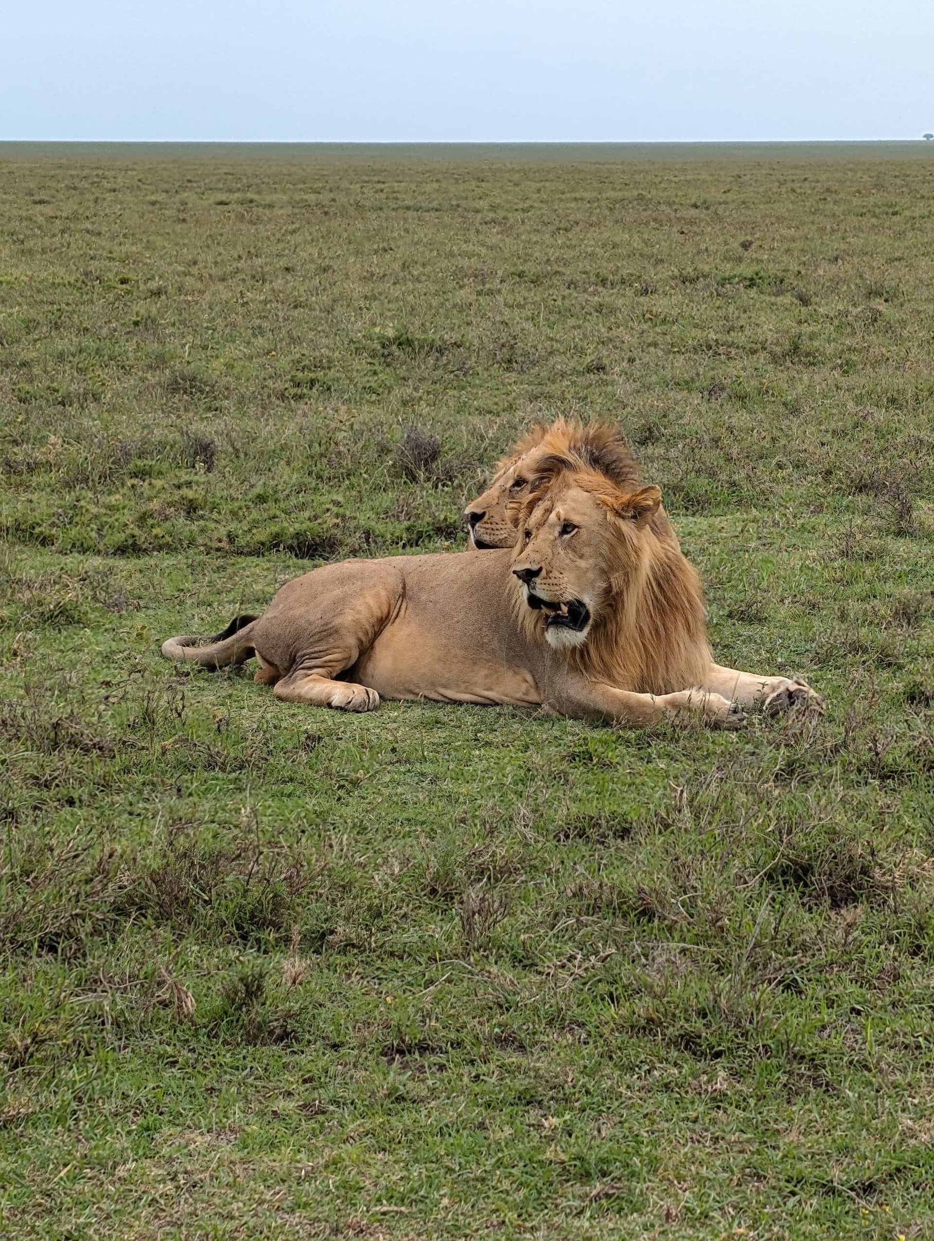 3-Day Experience Budget Safar in Serengeti & Ngorongoro