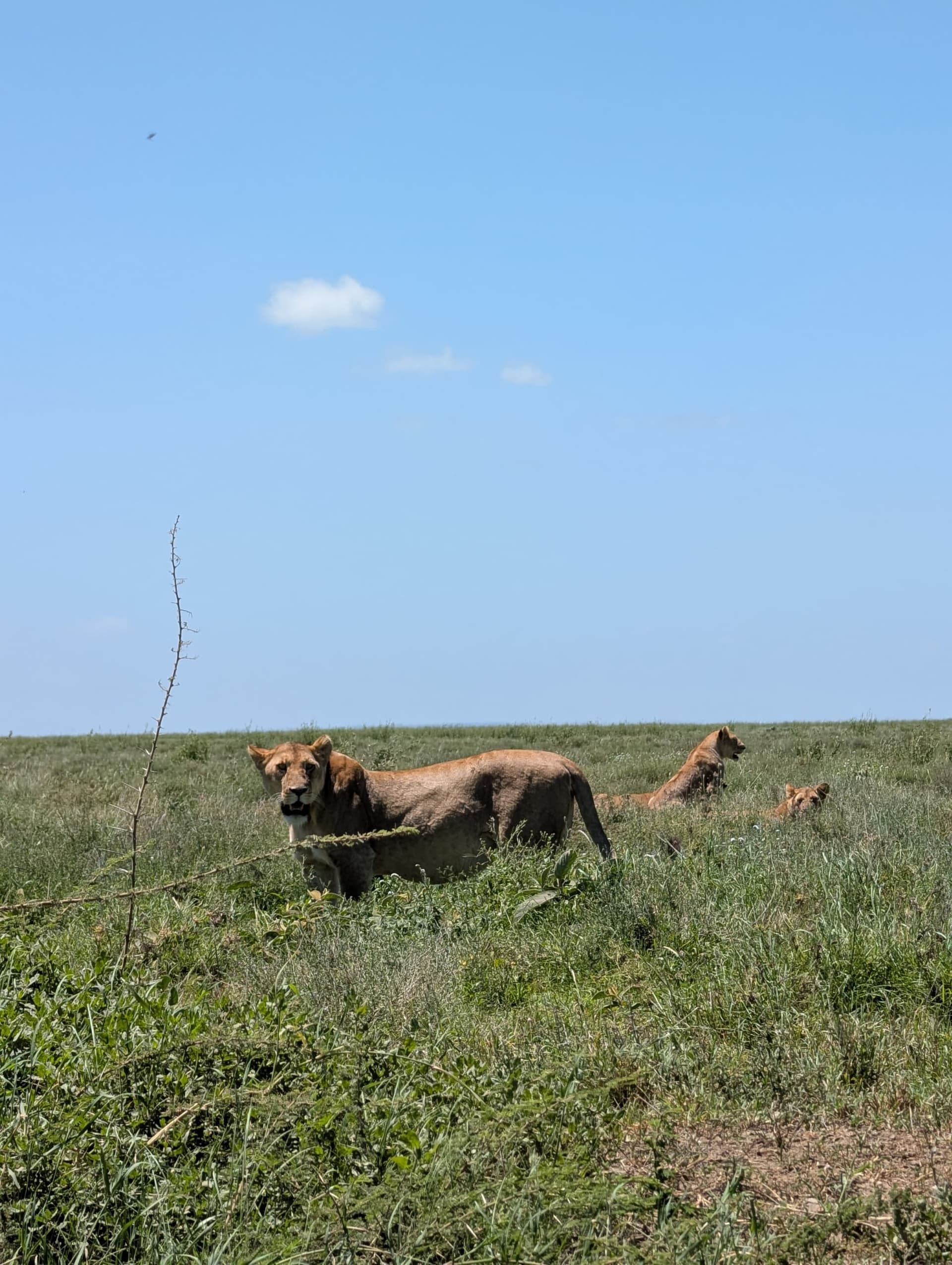 4-Day Join Group Tarangire Serengeti & Ngorongoro - Gallery 2