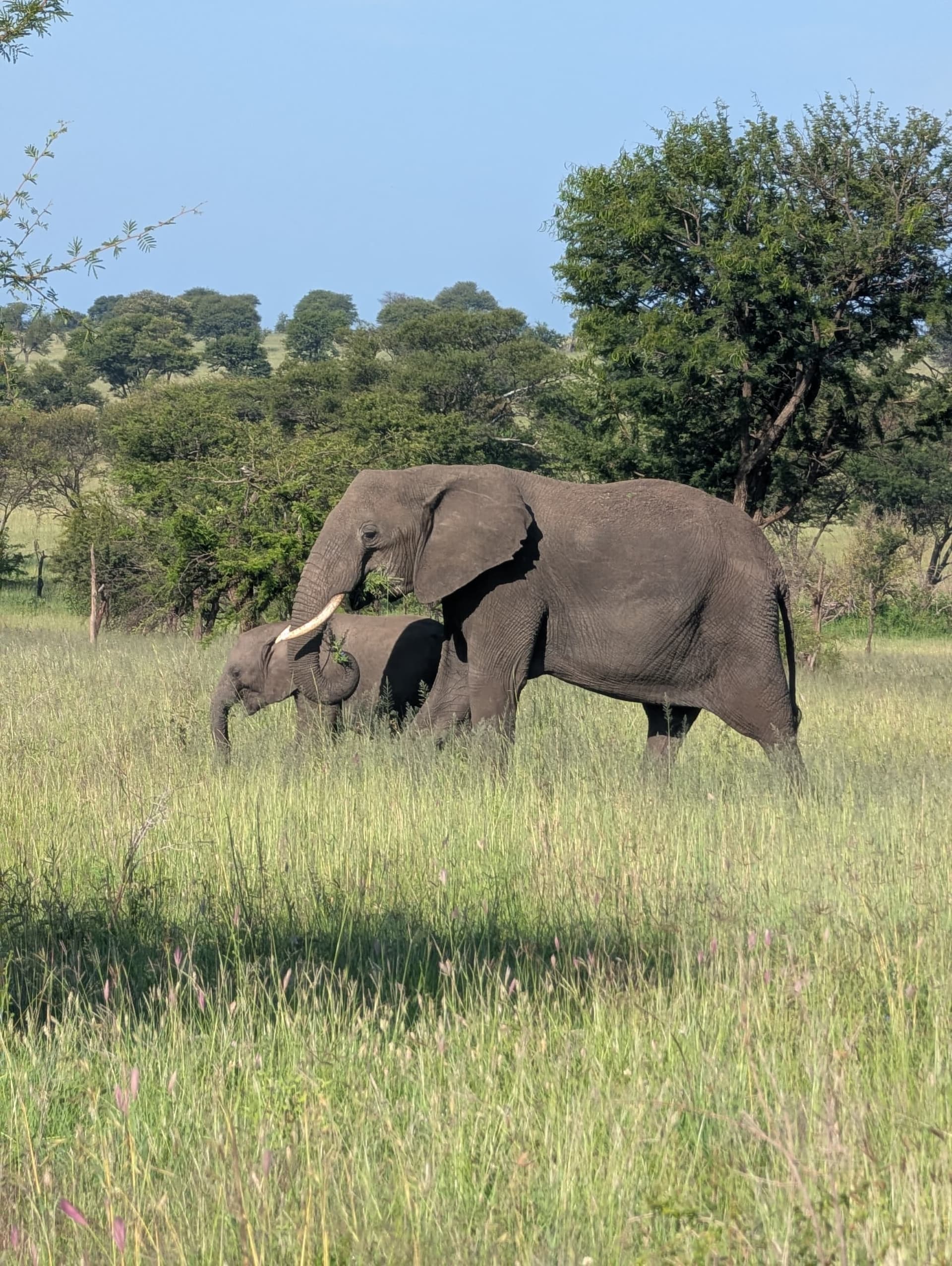 1-Day Ultimate & Discover 1-Day Tarangire NP