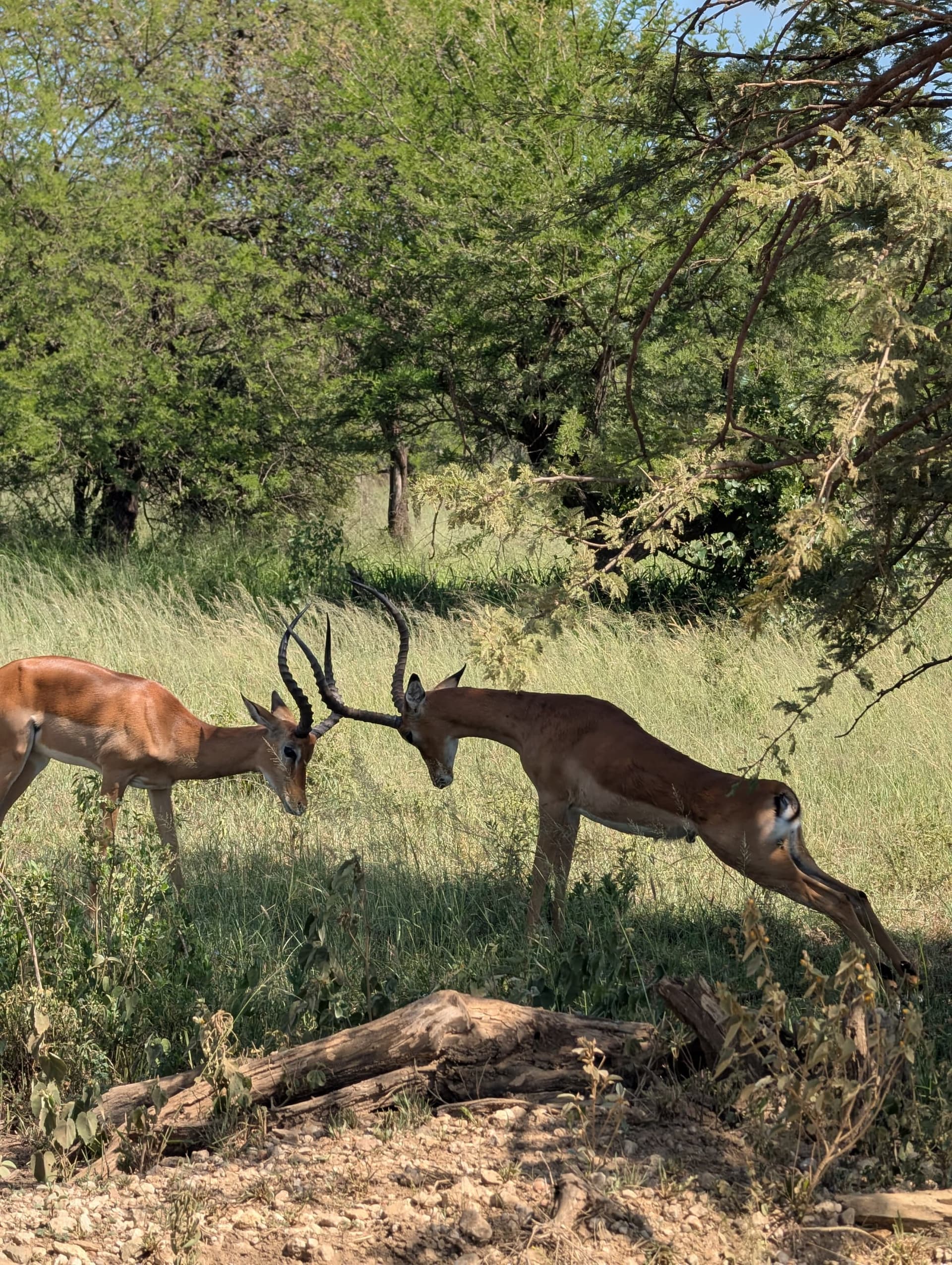 3-Day Experience Budget Safar in Serengeti & Ngorongoro - Gallery 2