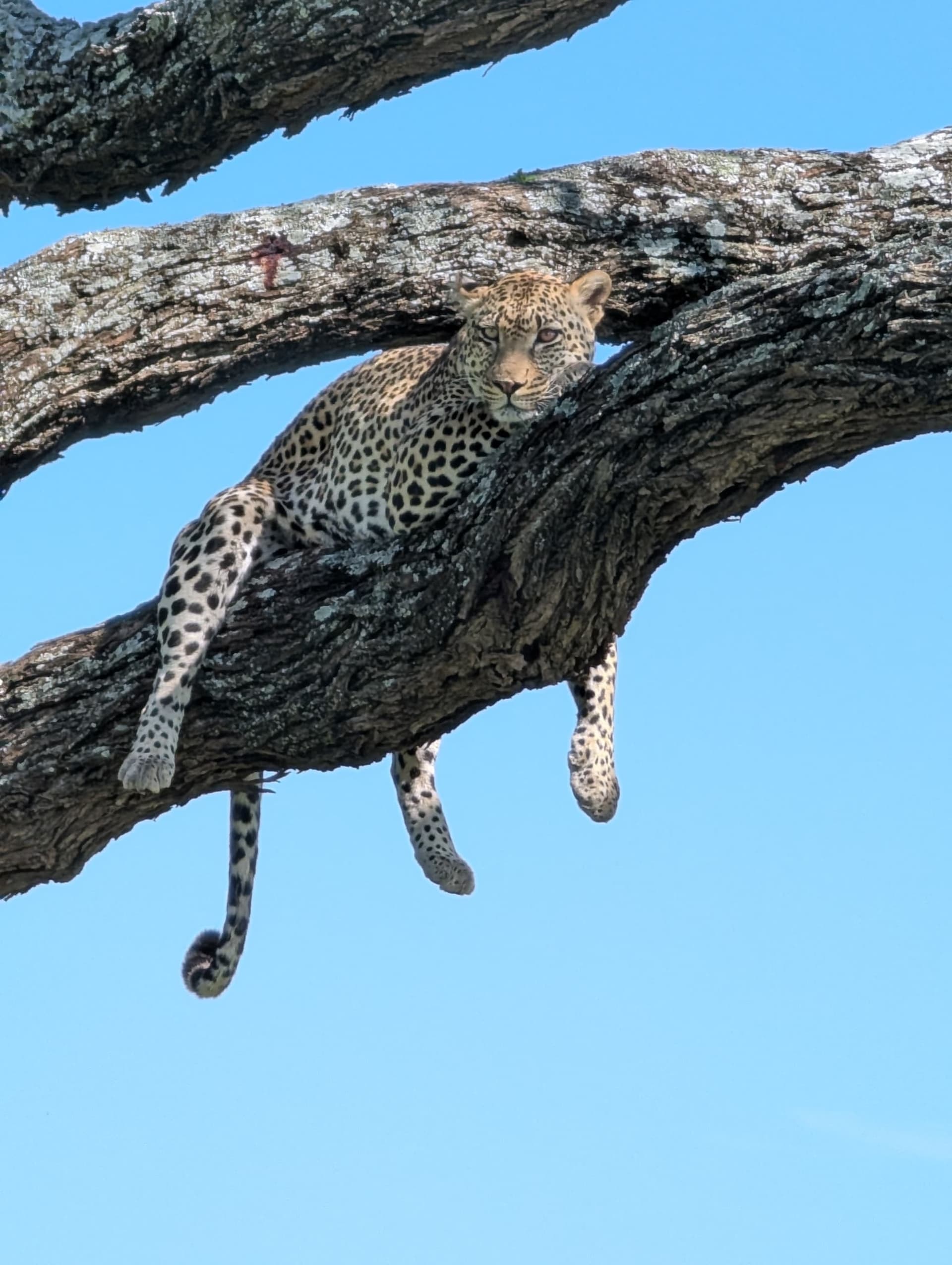 4-Day Budget Safari Tarangire, Serengeti & Ngorongoro