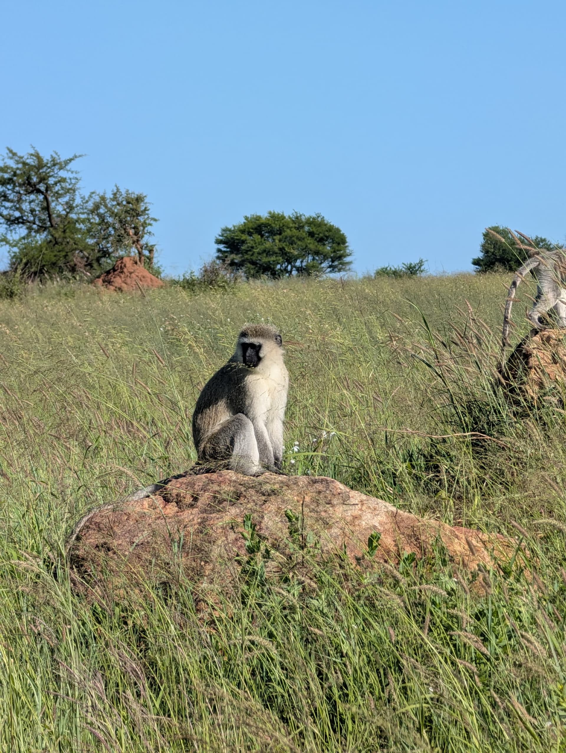 1-Day Snake Park, Reptile Tour & Maasai Culture