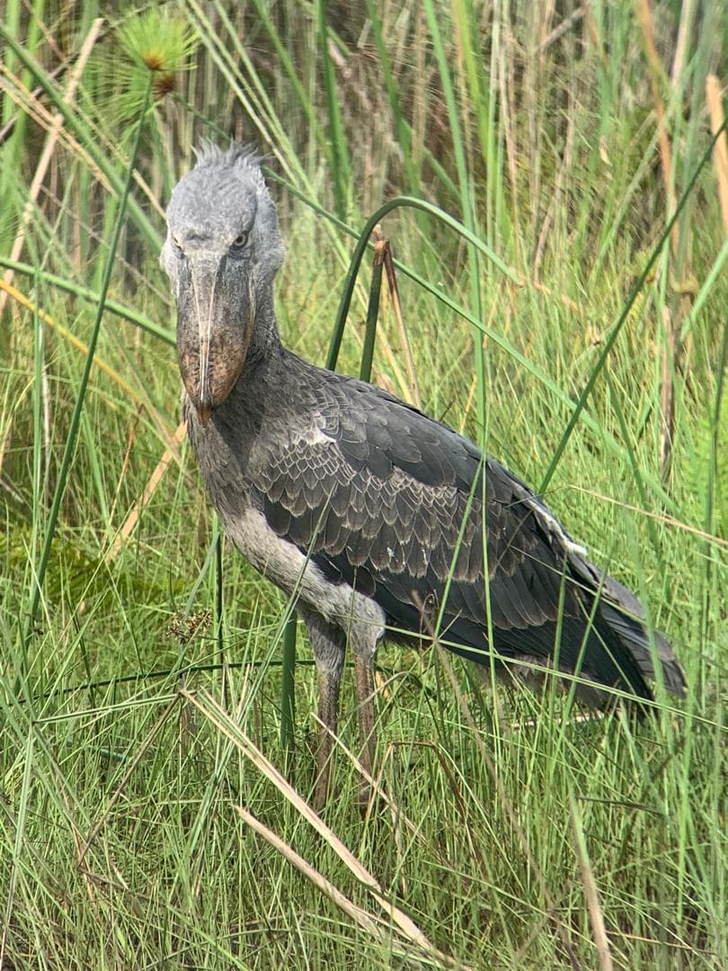 1-Day Mabamba Shoebill and Birding Tour