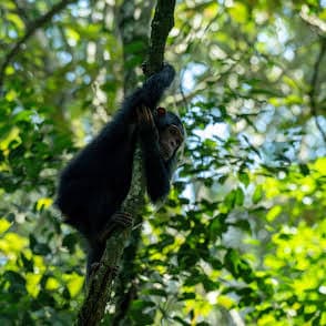 6-Day Uganda Budget Gorillas, Chimps & Wildlife Safari