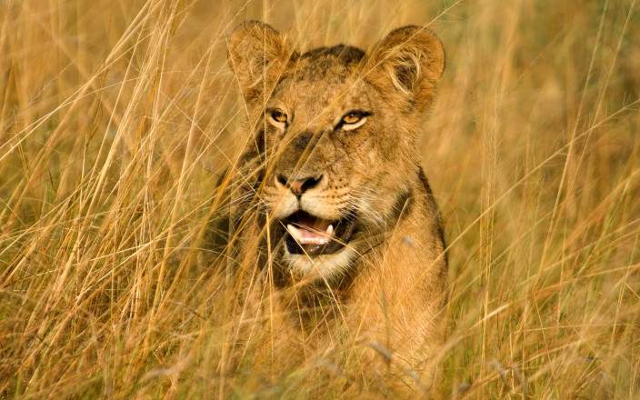 5-Day Uganda Safari – Gorillas, Chimps & Queen Elizabeth