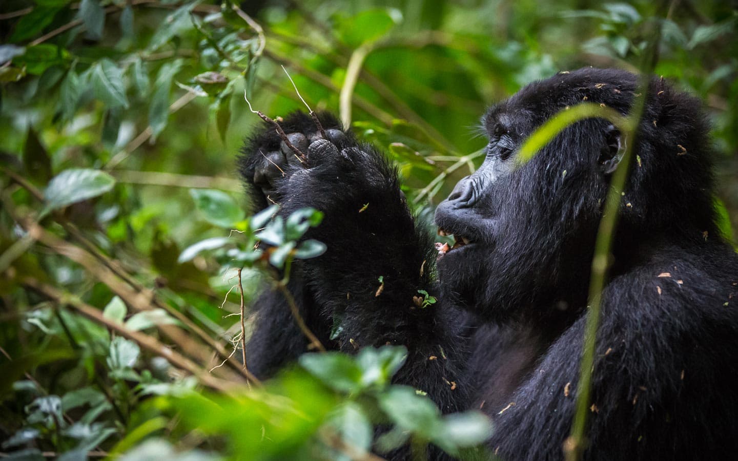 4-Day Bwindi Impenetrable NP, L Bunyonyi & Volcanoes NP - Gallery 1