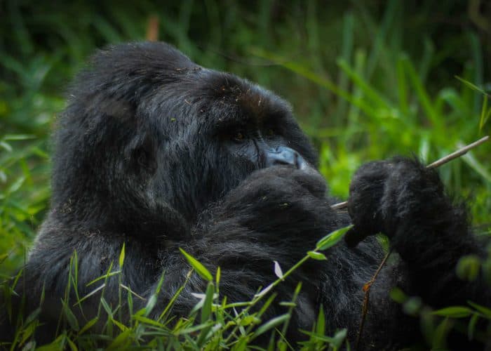 3-Day Bwindi Gorilla Trekking & Lake Bunyonyi Adventure