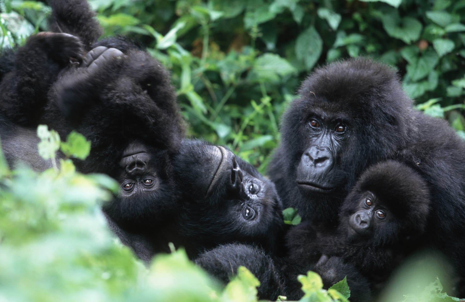 4-Day Bwindi Impenetrable NP, L Bunyonyi & Volcanoes NP