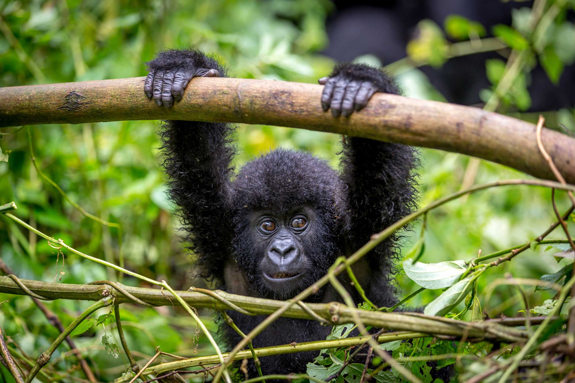 5-Day Luxury Rwanda Tour
