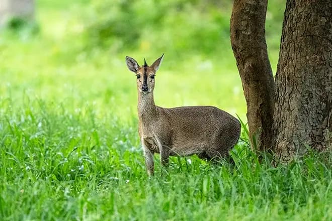 4-Day Bwindi Impenetrable NP, L Bunyonyi & Volcanoes NP - Gallery 4