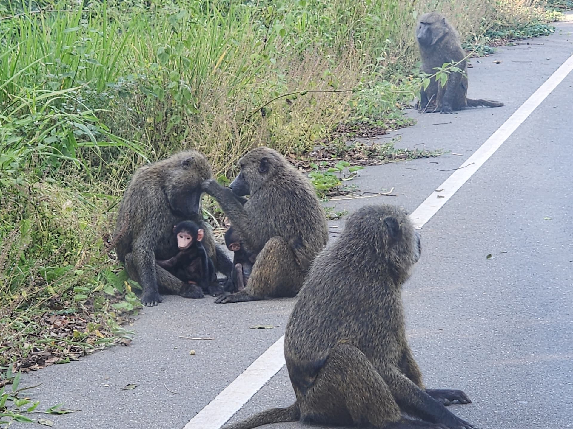 7-Day Murchision Chimps and Gorilla Trekking - Gallery 2