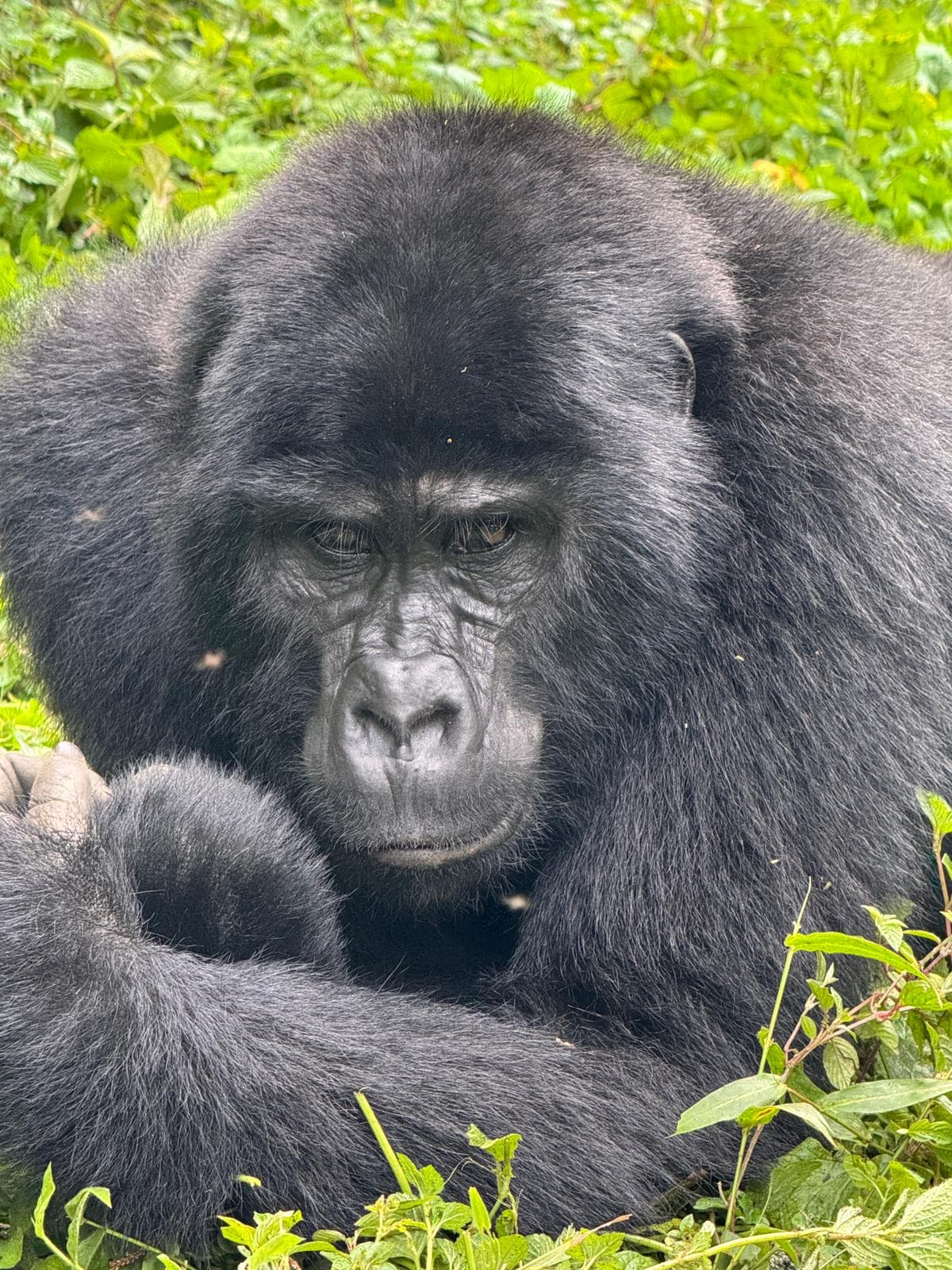 6-Day Bwindi, Kibale & Queen Elizabeth NP Tour