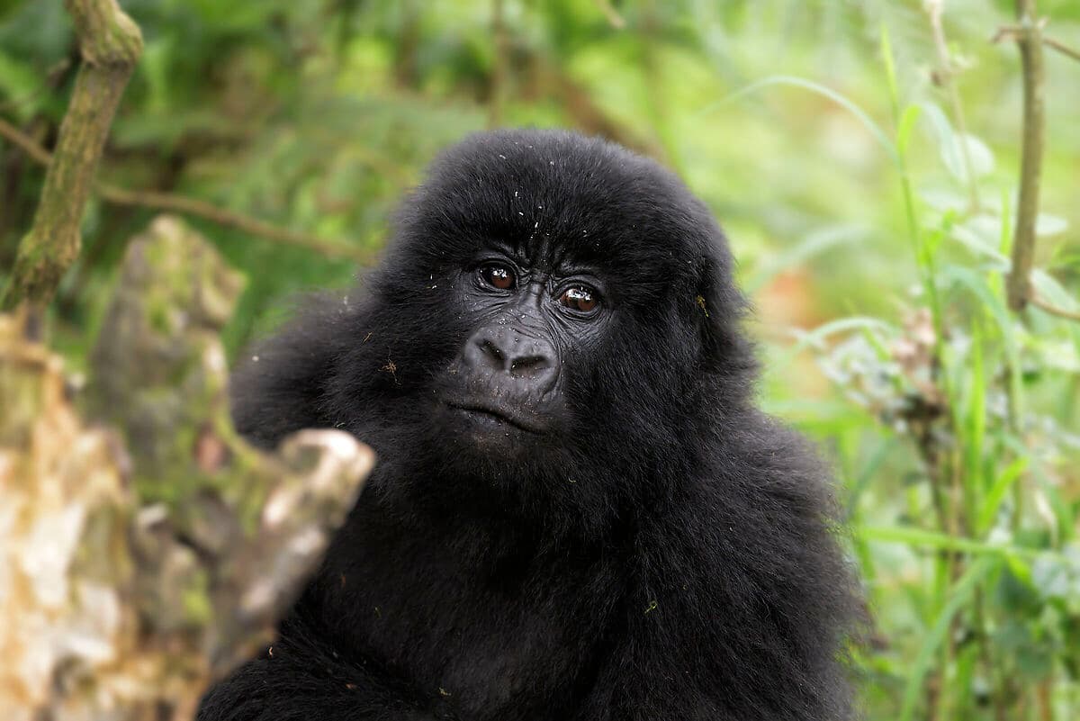 1-Day Gorilla Trekking from Uganda via Kigali