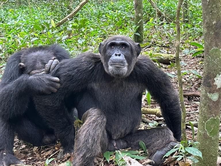 2-Day Chimpanzee and Rhino Tracking Experience